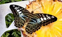Schmetterlingsgarten Singapur Airport &ndash; &copy; Simone Willner (Eberhardt TRAVEL)