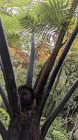 20241218-12 Farn.jpg &ndash; &copy; Michael Rass (Eberhardt TRAVEL)