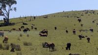 20241219_4 Kuhherde.jpg &ndash; &copy; Michael Rass (Eberhardt TRAVEL)