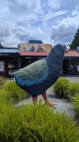 20241229_9 Takahe oder Purpurhuhn.jpg &ndash; &copy; Michael Rass (Eberhardt TRAVEL)