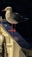 20241229_24 Gäste kommen an Bord.jpg &ndash; &copy; Michael Rass (Eberhardt TRAVEL)