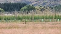 20241230 21 Hopfenanbau &ndash; &copy; Michael Rass (Eberhardt TRAVEL)