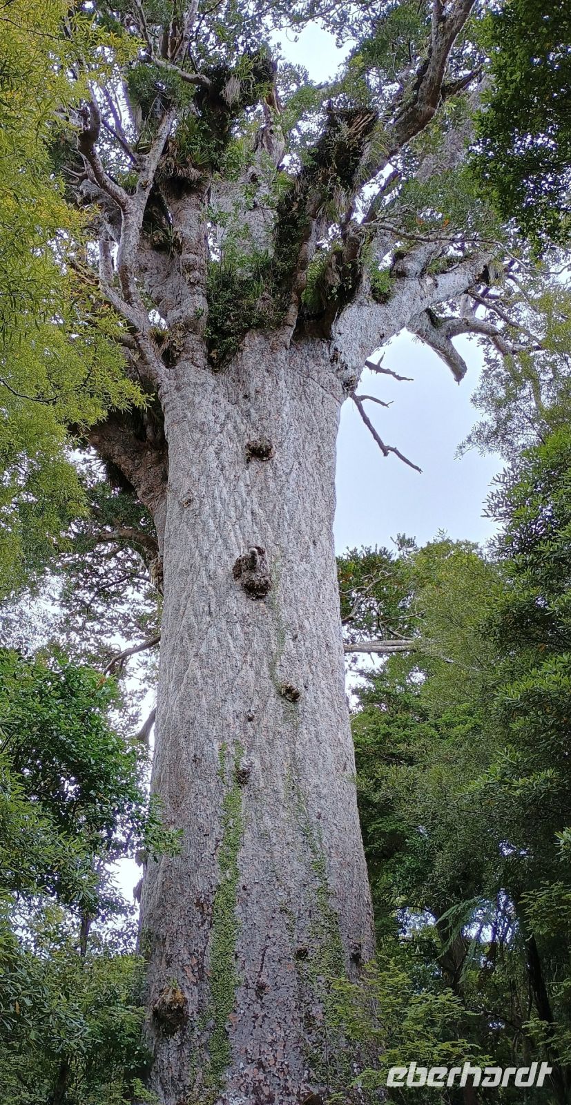 Tane Mahuta &ndash; &copy; Johanna König (Eberhardt TRAVEL)
