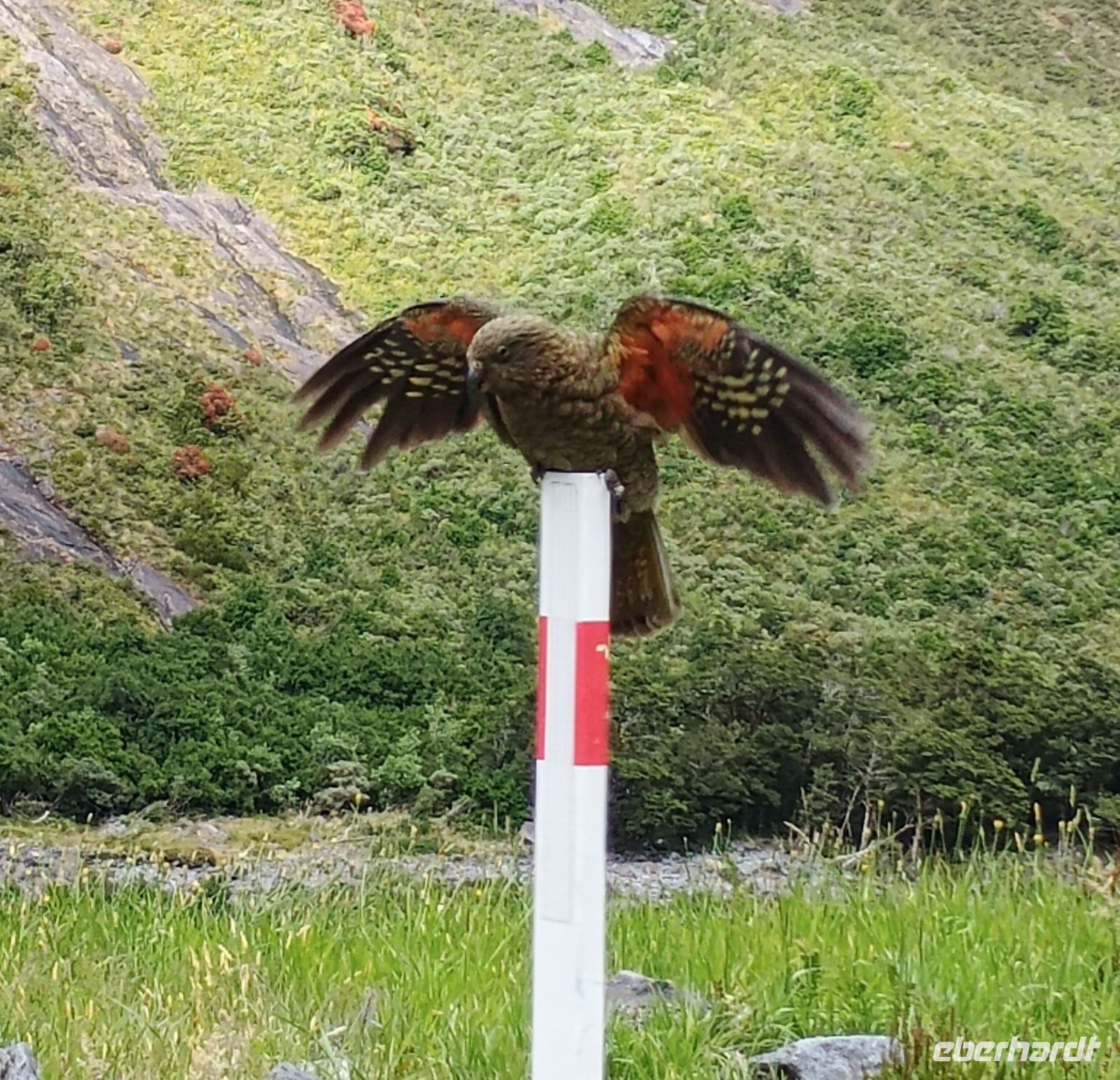 Milford Sound &ndash; &copy; Johanna König (Eberhardt TRAVEL)