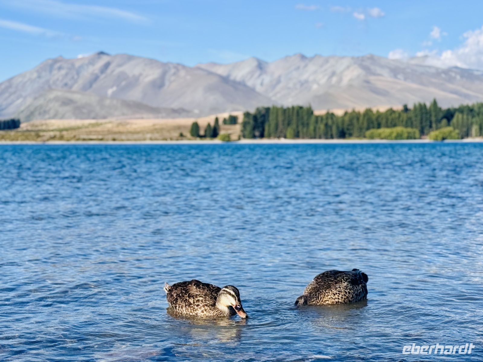 Tag 14 - Lake Tekapo &ndash; &copy; Christin Kuschka (Eberhardt TRAVEL)