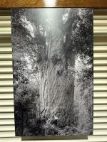 28.02.2025: Kauri Museum &ndash; &copy; Anne Fohlert (Eberhardt TRAVEL)