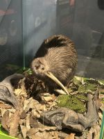 05.03.2025: Besuch in der KIWI Aufzuchtsstation &ndash; &copy; Anne Fohlert (Eberhardt TRAVEL)