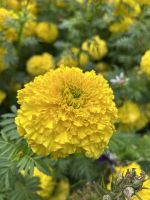 09.03.2025: Mittagspause in Christchurch Botanischer Garten &ndash; &copy; Anne Fohlert (Eberhardt TRAVEL)