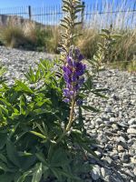 09.03.2025: Ankunft am Lake Tekapo &ndash; &copy; Anne Fohlert (Eberhardt TRAVEL)