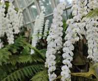 Orchideengarten, Singapur  &ndash; &copy; Monika Cortese (Eberhardt TRAVEL)
