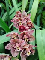 Orchideengarten, Singapur  &ndash; &copy; Monika Cortese (Eberhardt TRAVEL)