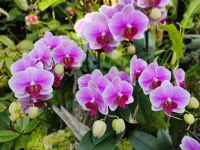 Orchideengarten, Singapur  &ndash; &copy; Monika Cortese (Eberhardt TRAVEL)
