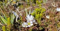 Alpine Gentian &ndash; &copy; Monika Cortese (Eberhardt TRAVEL)
