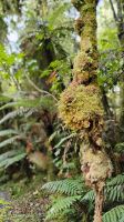 Minnehaha Walk im Westland Tai Poutini National Park &ndash; &copy; Monika Cortese (Eberhardt TRAVEL)
