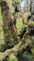 Minnehaha Walk im Westland Tai Poutini National Park &ndash; &copy; Monika Cortese (Eberhardt TRAVEL)