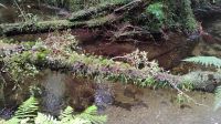 Minnehaha Walk im Westland Tai Poutini National Park &ndash; &copy; Monika Cortese (Eberhardt TRAVEL)