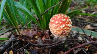 Fliegenpilz &ndash; &copy; Monika Cortese (Eberhardt TRAVEL)
