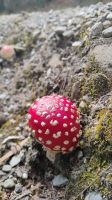Fliegenpilz  &ndash; &copy; Monika Cortese (Eberhardt TRAVEL)