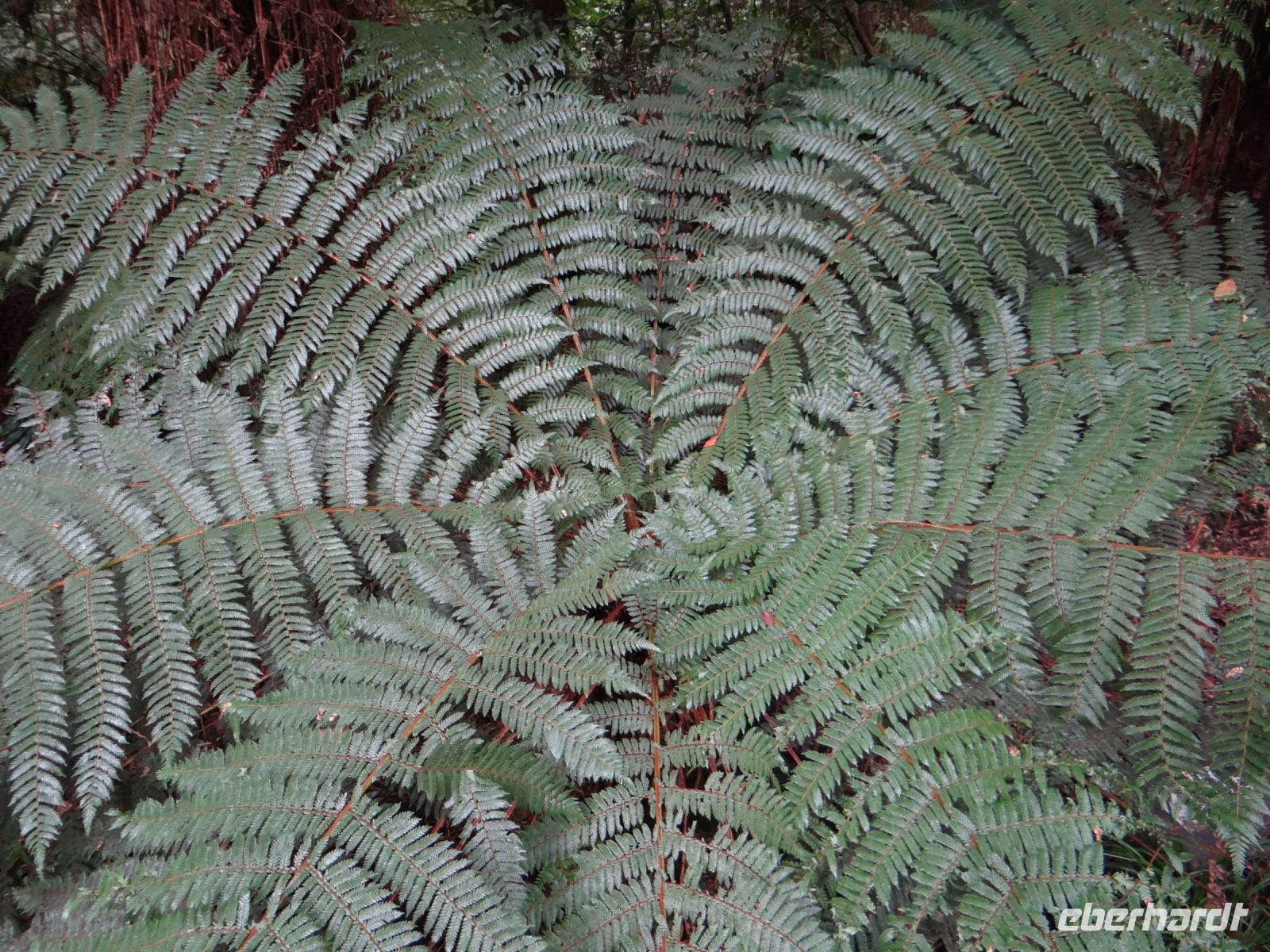 Eine Farnrosette &ndash; &copy; Vivian Kreft (Eberhardt TRAVEL)