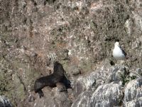 Dunedin, Tiersafari, wer spielt hier mit wem? &ndash; &copy; Vivian Kreft (Eberhardt TRAVEL)