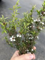 Manuka Pflanze