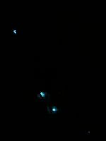 Glowworms