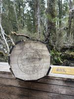 White Pine Holz