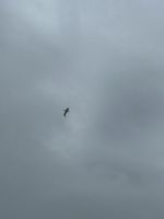 Albatros