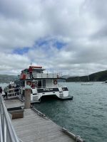 Delfinbeobachtung Akaroa
