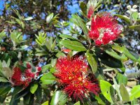 Pohutukawa - Christmas Tree  &ndash; &copy; Heike Jack (Eberhardt TRAVEL)