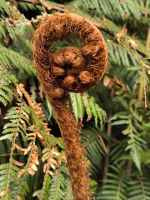 Farn im Kauri Wald &ndash; &copy; Heike Jack (Eberhardt TRAVEL)