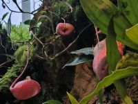 Orchideengarten Singapore  &ndash; &copy; Heike Jack (Eberhardt TRAVEL)