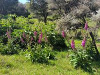 Lupinen &ndash; &copy; Heike Jack (Eberhardt TRAVEL)