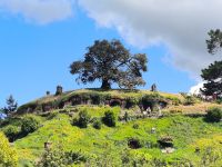 Die künstliche Eiche  &ndash; &copy; Heike Jack (Eberhardt TRAVEL)