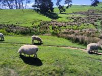 Alexanders Farm &ndash; &copy; Heike Jack (Eberhardt TRAVEL)