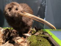 Kiwi-Love  &ndash; &copy; Heike Jack (Eberhardt TRAVEL)