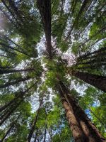 Redwood Forest  &ndash; &copy; Heike Jack (Eberhardt TRAVEL)