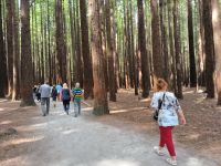 Im Redwood Forest &ndash; &copy; Heike Jack (Eberhardt TRAVEL)