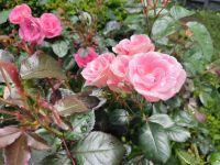 Rosengarten  &ndash; &copy; Heike Jack (Eberhardt TRAVEL)