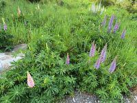 Lupinenpracht &ndash; &copy; Heike Jack (Eberhardt TRAVEL)