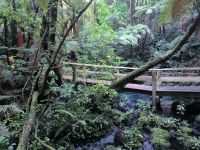Im Maori Wald &ndash; &copy; Heike Jack (Eberhardt TRAVEL)