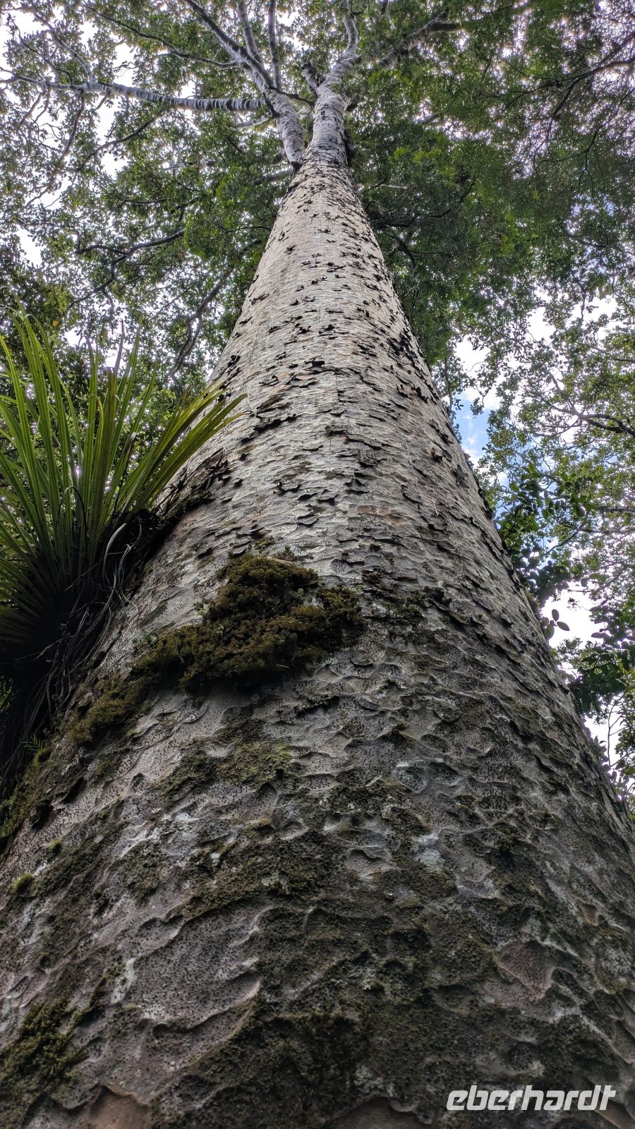 Waipoura Forrest &ndash; &copy; Geena Dutschmann (Eberhardt TRAVEL)