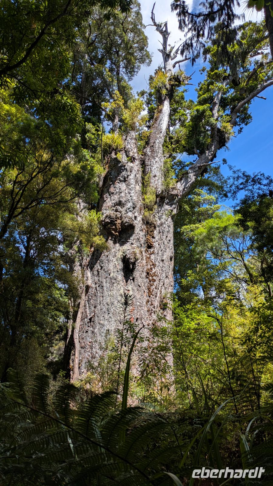Te Matua Ngahere &ndash; &copy; Geena Dutschmann (Eberhardt TRAVEL)