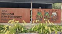 National Kiwi Hatchery &ndash; &copy; Geena Dutschmann (Eberhardt TRAVEL)