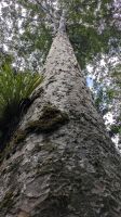 Waipoura Forrest