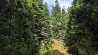 Treewalk, Redwood Wald &ndash; &copy; Geena Dutschmann (Eberhardt TRAVEL)