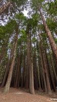 Redwood Wald &ndash; &copy; Geena Dutschmann (Eberhardt TRAVEL)