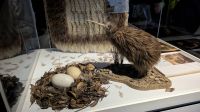 Kiwi Conservation Centre, Te Puia &ndash; &copy; Geena Dutschmann (Eberhardt TRAVEL)