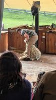 Walter Peak Farm - Schafshow &ndash; &copy; Geena Dutschmann (Eberhardt TRAVEL)