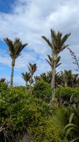 Pfefferbaum &ndash; &copy; Geena Dutschmann (Eberhardt TRAVEL)